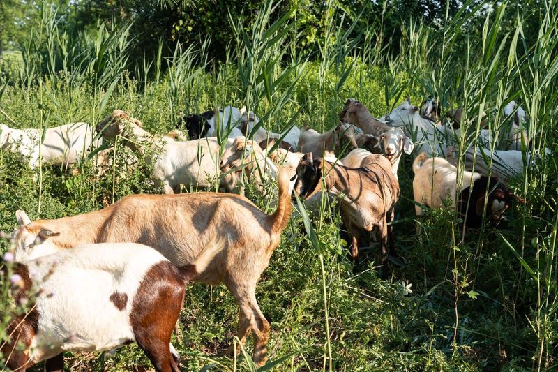 Image of goats at Gonder Flats